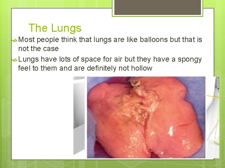 The Lungs Most people think that lungs are like balloons but that is not