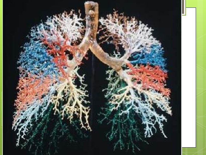 Lungs Here is a picture of what the tubes look like when the rest