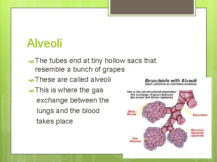 Alveoli The tubes end at tiny hollow sacs that resemble a bunch of grapes