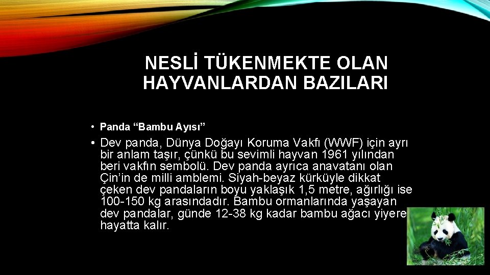 NESLİ TÜKENMEKTE OLAN HAYVANLARDAN BAZILARI • Panda “Bambu Ayısı” • Dev panda, Dünya Doğayı