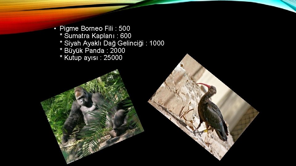  • Pigme Borneo Fili : 500 * Sumatra Kaplanı : 600 * Siyah