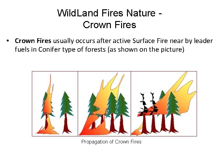 Wild. Land Fires Nature Crown Fires • Crown Fires usually occurs after active Surface