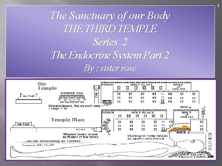 1 The Sanctuary of our Body THE THIRD TEMPLE Series 2 The Endocrine System