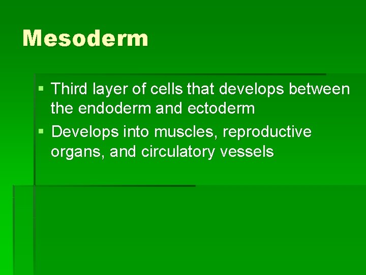 Mesoderm § Third layer of cells that develops between the endoderm and ectoderm §