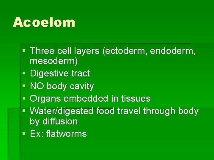 Acoelom § Three cell layers (ectoderm, endoderm, mesoderm) § Digestive tract § NO body