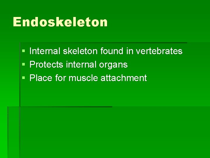 Endoskeleton § § § Internal skeleton found in vertebrates Protects internal organs Place for