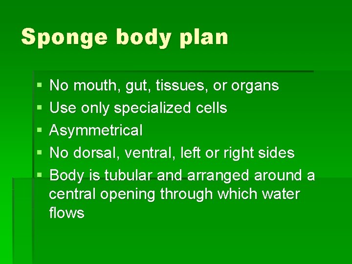 Sponge body plan § § § No mouth, gut, tissues, or organs Use only