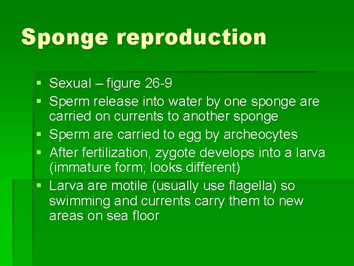 Sponge reproduction § Sexual – figure 26 -9 § Sperm release into water by