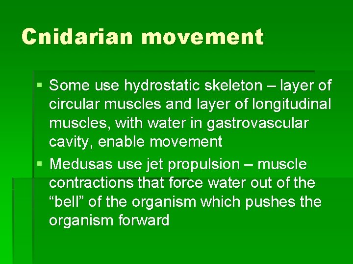 Cnidarian movement § Some use hydrostatic skeleton – layer of circular muscles and layer