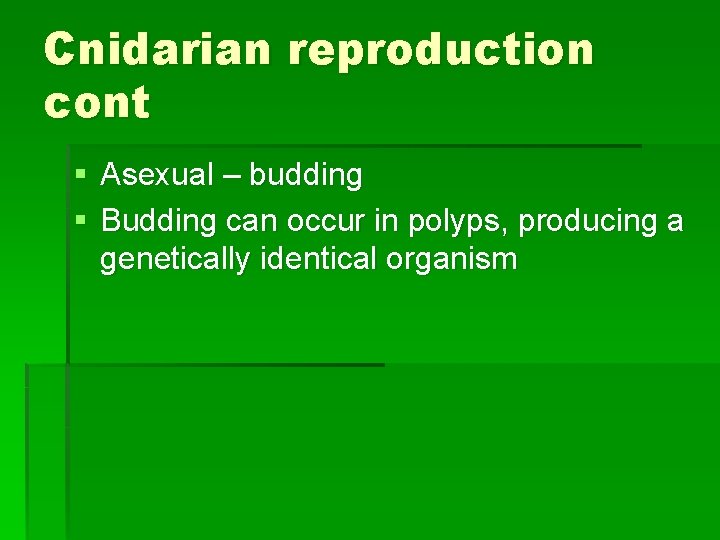 Cnidarian reproduction cont § Asexual – budding § Budding can occur in polyps, producing