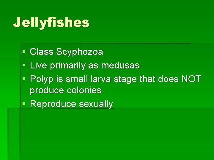 Jellyfishes § § § Class Scyphozoa Live primarily as medusas Polyp is small larva