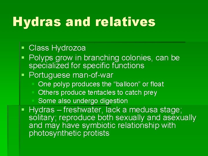 Hydras and relatives § Class Hydrozoa § Polyps grow in branching colonies, can be