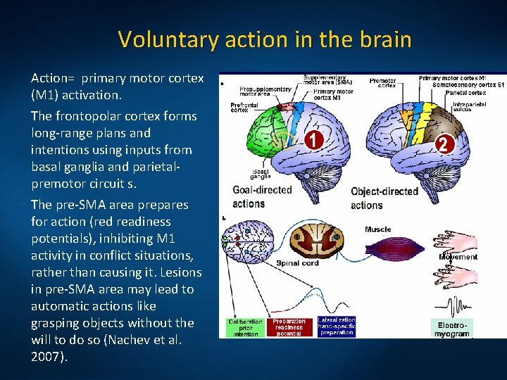 Voluntary action in the brain Action= primary motor cortex (M 1) activation. The frontopolar