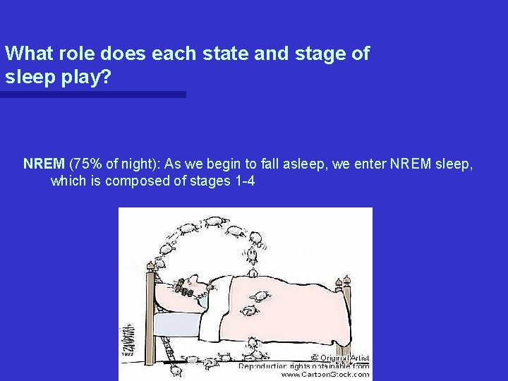 What role does each state and stage of sleep play? NREM (75% of night): What role does each state and stage of sleep play? NREM (75% of night):