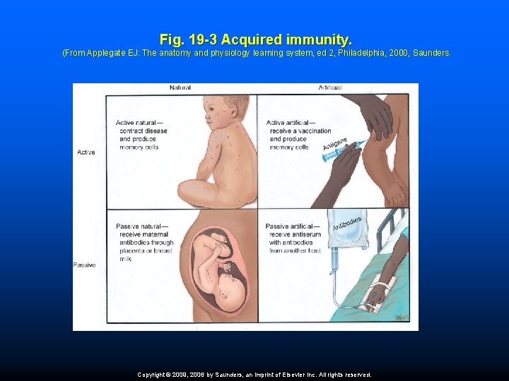 Fig. 19 -3 Acquired immunity. (From Applegate EJ: The anatomy and physiology learning system,