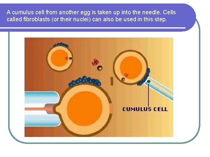 A cumulus cell from another egg is taken up into the needle. Cells called