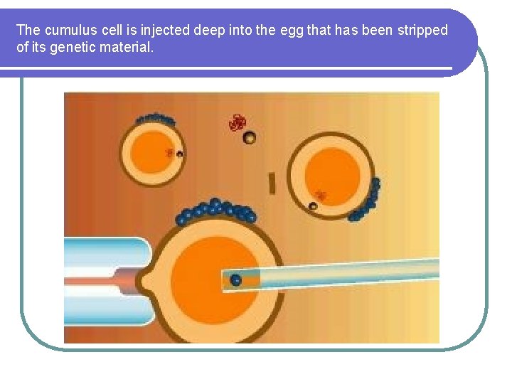 The cumulus cell is injected deep into the egg that has been stripped of