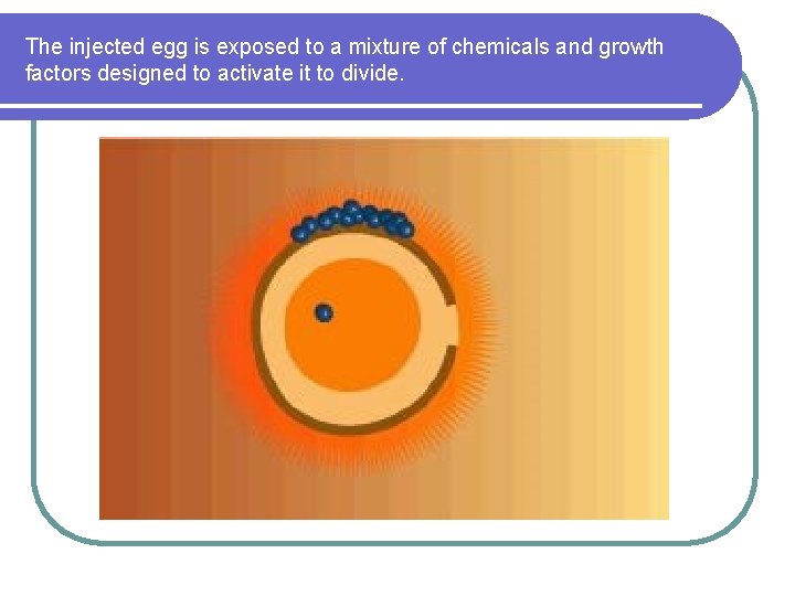 The injected egg is exposed to a mixture of chemicals and growth factors designed