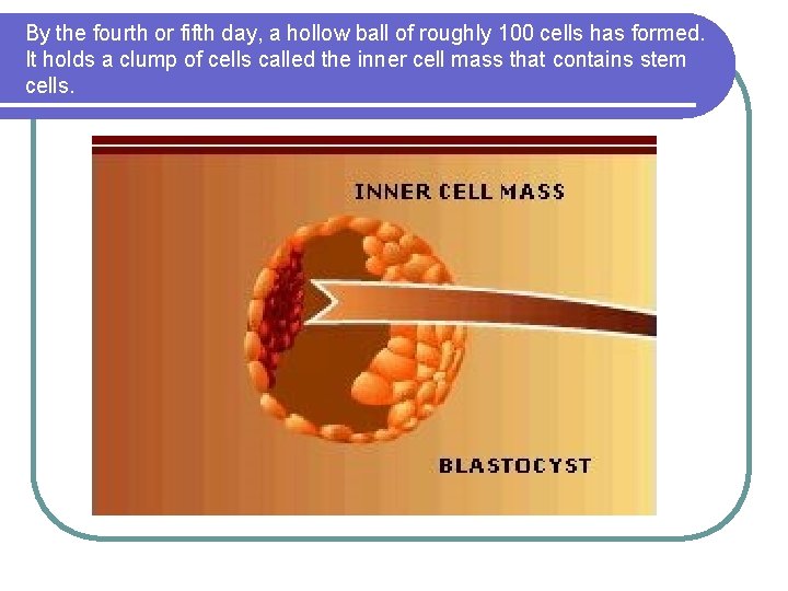 By the fourth or fifth day, a hollow ball of roughly 100 cells has