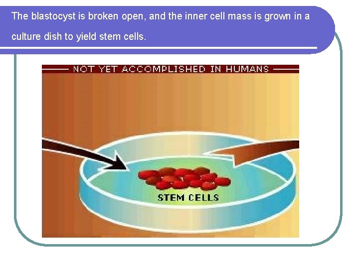 The blastocyst is broken open, and the inner cell mass is grown in a