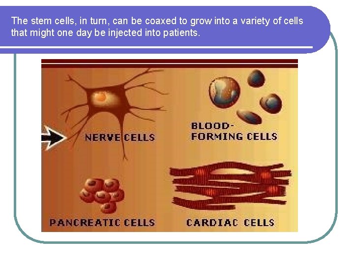 The stem cells, in turn, can be coaxed to grow into a variety of