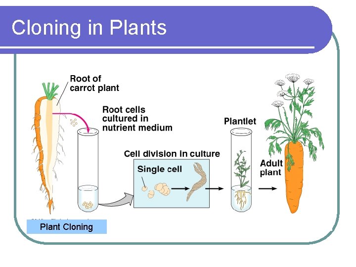 Cloning in Plants Plant Cloning 