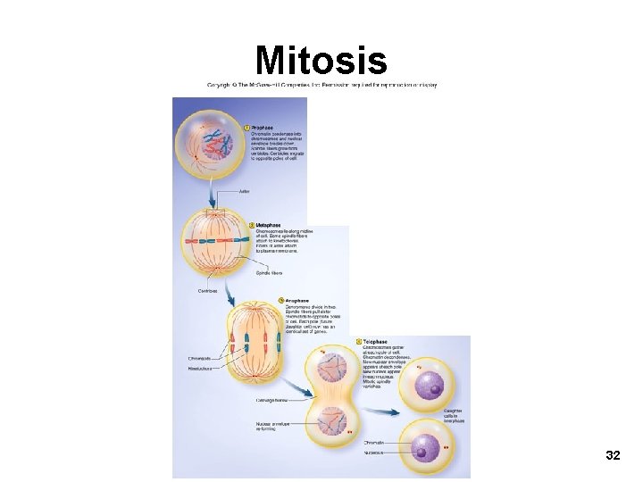 Mitosis 32 Mitosis 32