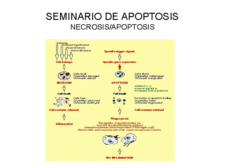 SEMINARIO DE APOPTOSIS NECROSIS/APOPTOSIS 