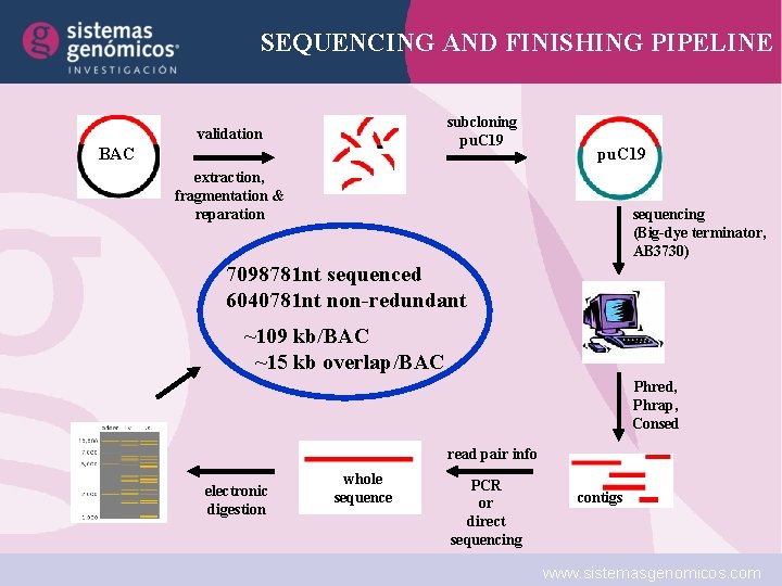 SEQUENCING AND FINISHING PIPELINE subcloning pu. C 19 validation BAC pu. C 19 extraction,
