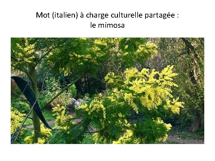 Mot (italien) à charge culturelle partagée : le mimosa 