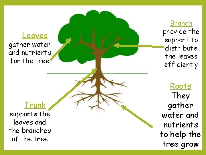 Leaves gather water and nutrients for the tree Trunk supports the leaves and the