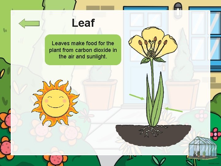 Leaf Leaves make food for the plant from carbon dioxide in the air and