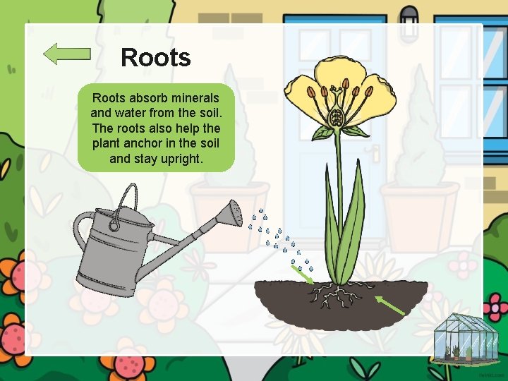 Roots absorb minerals and water from the soil. The roots also help the plant