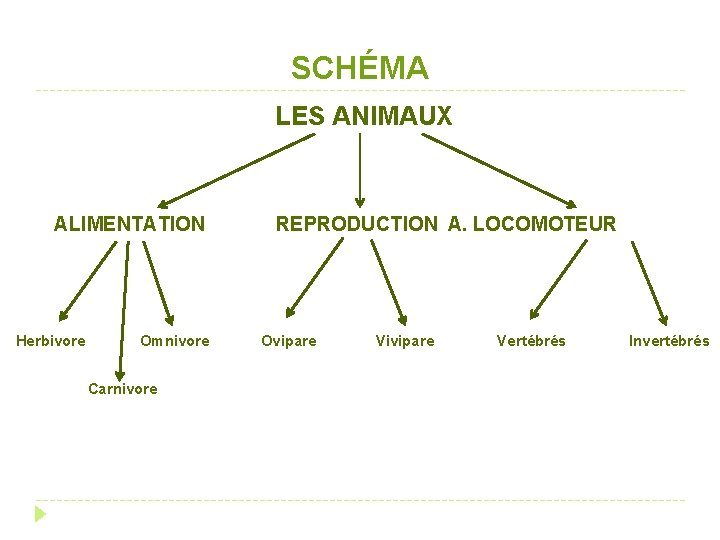 SCHÉMA LES ANIMAUX ALIMENTATION Herbivore Omnivore Carnivore REPRODUCTION A. LOCOMOTEUR Ovipare Vivipare Vertébrés Invertébrés