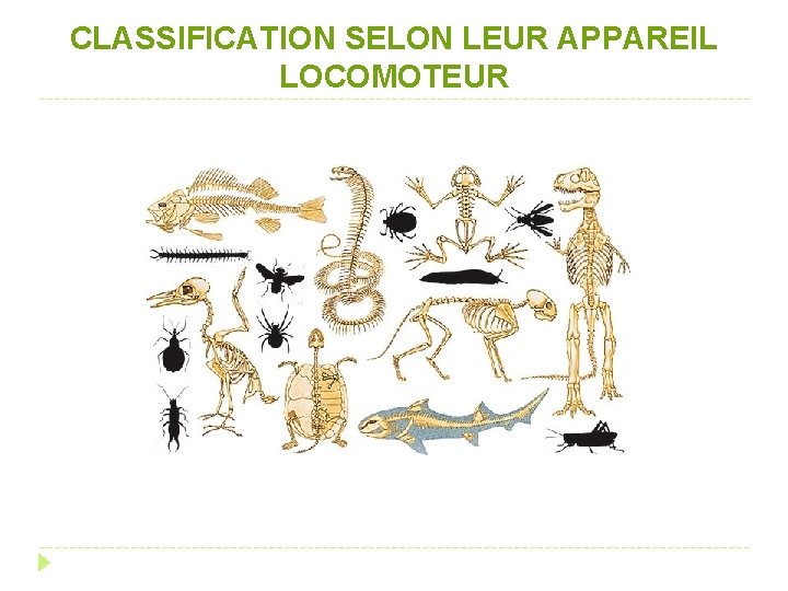 CLASSIFICATION SELON LEUR APPAREIL LOCOMOTEUR 