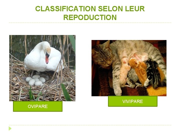 CLASSIFICATION SELON LEUR REPODUCTION VIVIPARE OVIPARE 