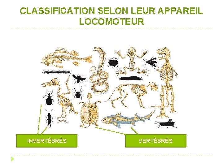 CLASSIFICATION SELON LEUR APPAREIL LOCOMOTEUR INVERTÉBRÉS 