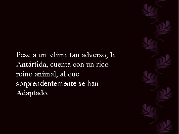 Pese a un clima tan adverso, la Antártida, cuenta con un rico reino animal,