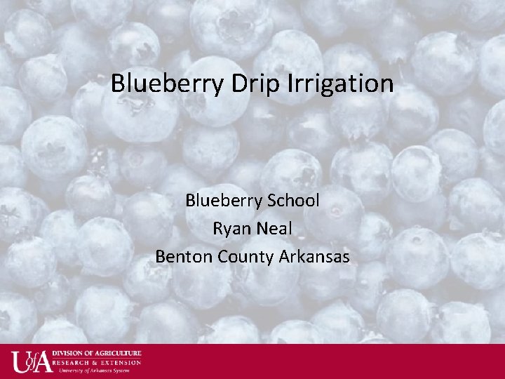 Blueberry Drip Irrigation Blueberry School Ryan Neal Benton County Arkansas 