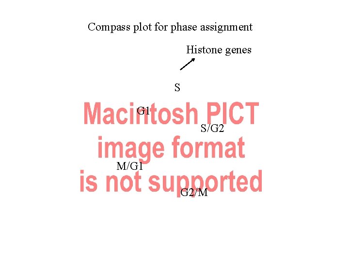 Compass plot for phase assignment Histone genes S G 1 S/G 2 M/G 1
