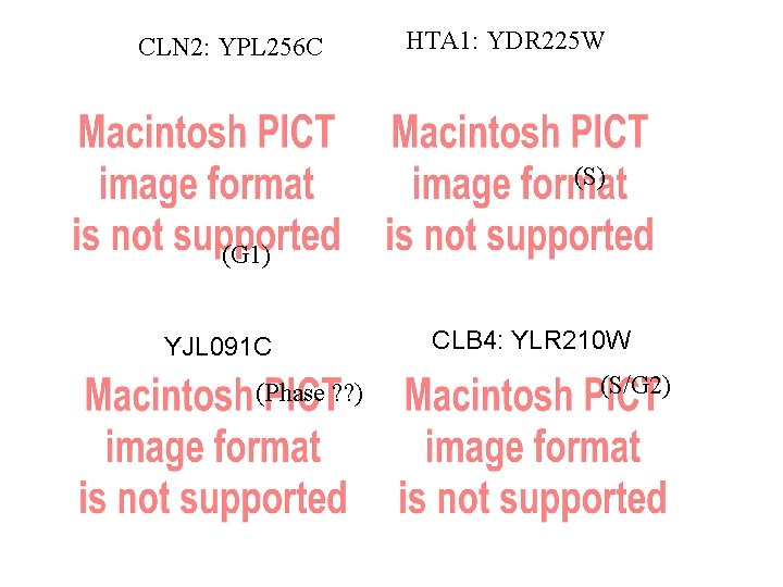 CLN 2: YPL 256 C HTA 1: YDR 225 W (S) (G 1) YJL