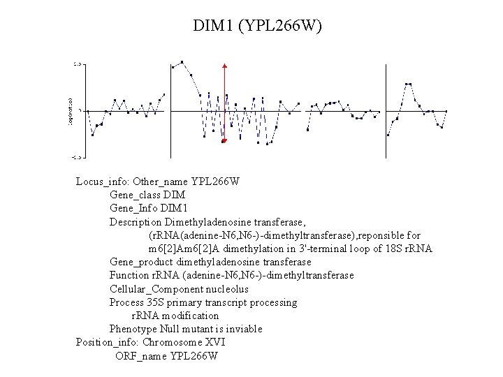DIM 1 (YPL 266 W) Locus_info: Other_name YPL 266 W Gene_class DIM Gene_Info DIM