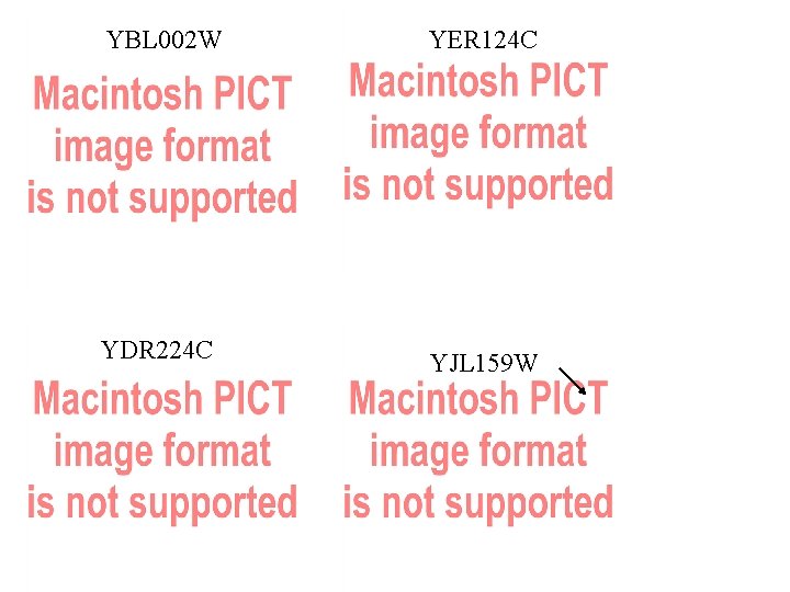 YBL 002 W YER 124 C YDR 224 C YJL 159 W 