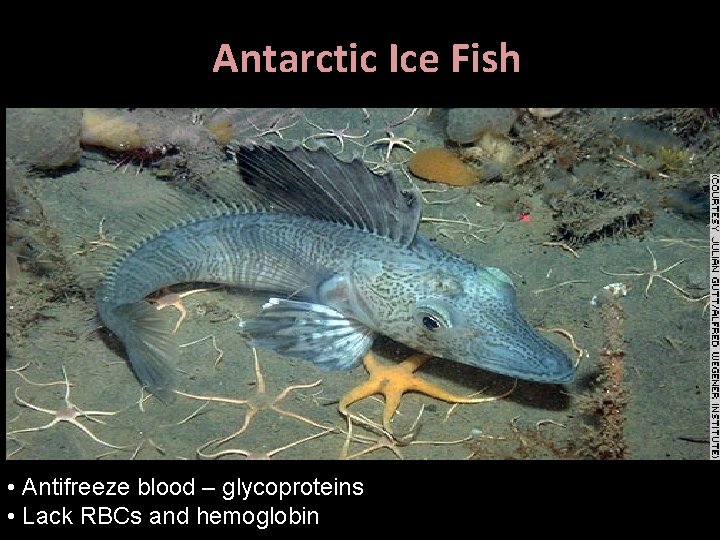 Antarctic Ice Fish • Antifreeze blood – glycoproteins • Lack RBCs and hemoglobin 