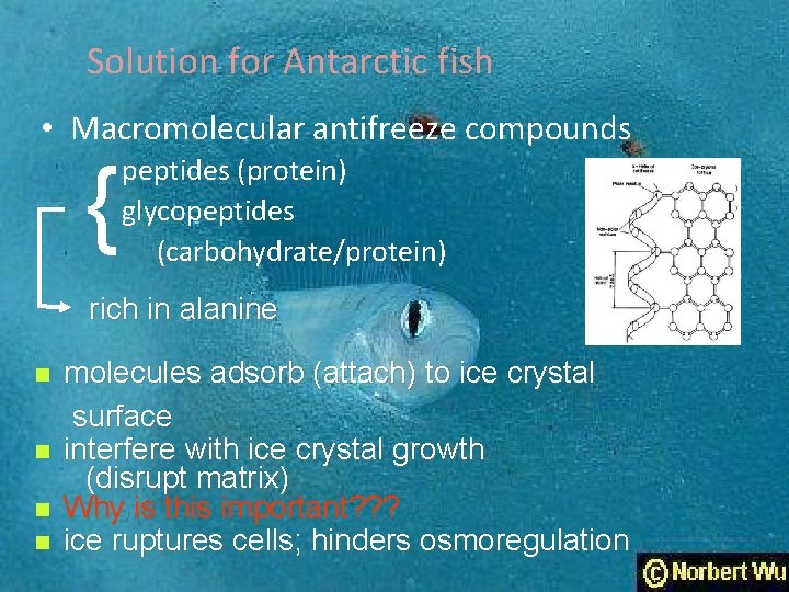 Solution for Antarctic fish • Macromolecular antifreeze compounds { peptides (protein) glycopeptides (carbohydrate/protein) rich