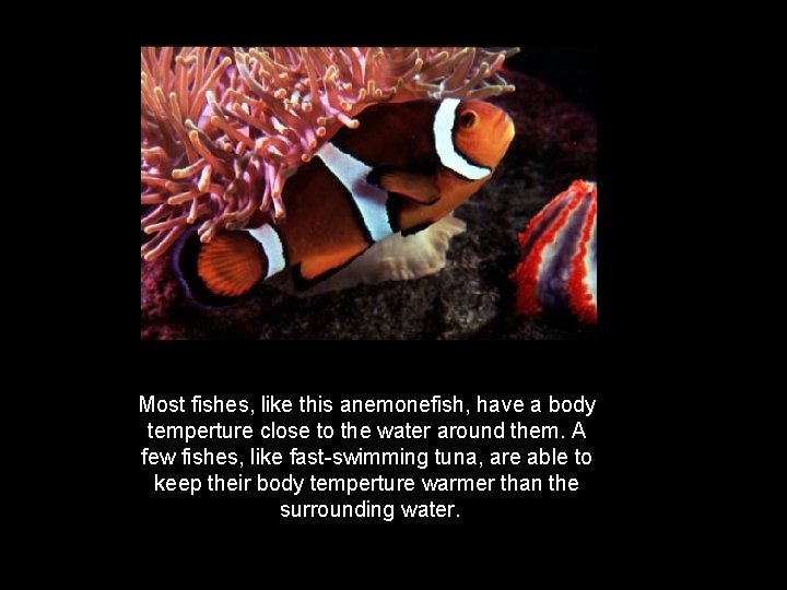 Most fishes, like this anemonefish, have a body temperture close to the water around