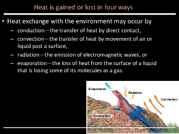 Heat is gained or lost in four ways • Heat exchange with the environment