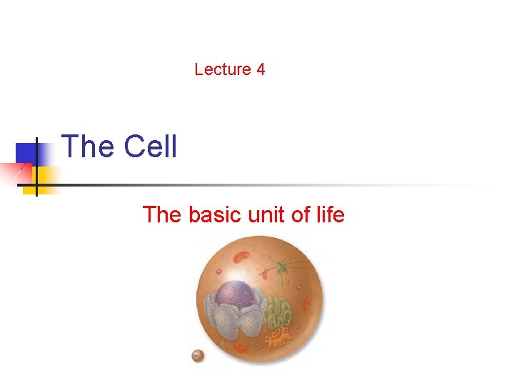 Lecture 4 The Cell The basic unit of life 