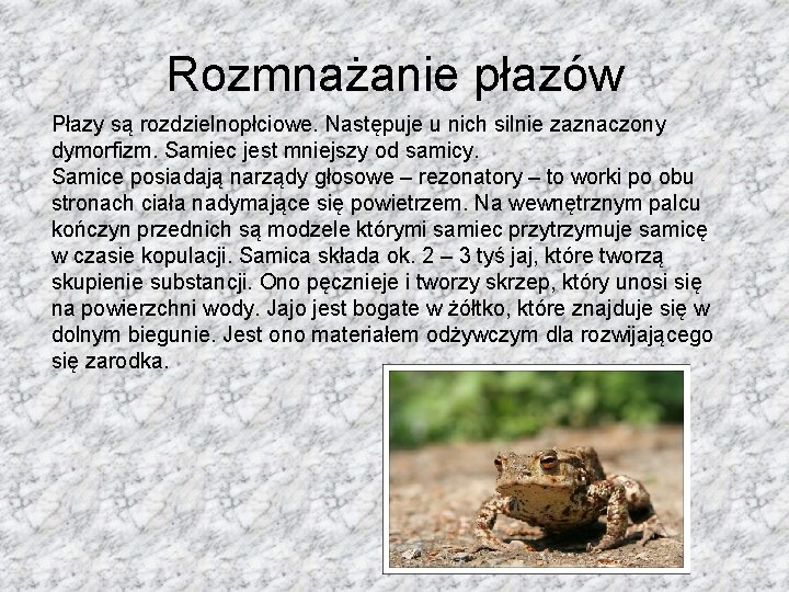 Rozmnażanie płazów Płazy są rozdzielnopłciowe. Następuje u nich silnie zaznaczony dymorfizm. Samiec jest mniejszy