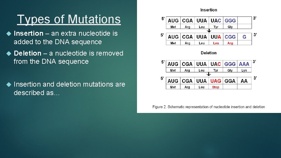 Mutations Genetic Mistakes Please copy down this chart